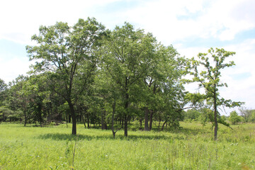 Oak savanna at Somme Prairie Nature Preserve in Northbrook, Illinois on a sunny day