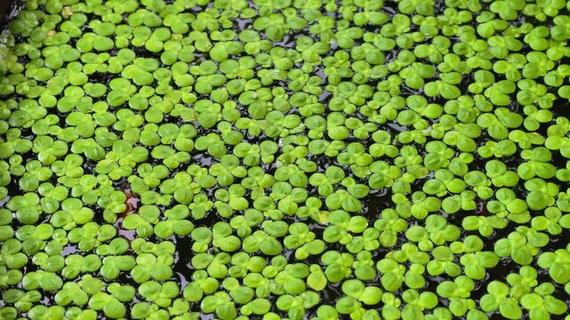 Closeup of floating duckweed plants