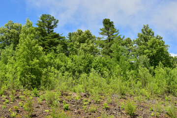 Trees and sky