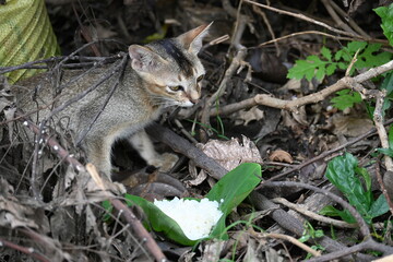 Cat eating rice. He gave food to a hungry cat in the forest, because she was hungry, she started eating it with great pleasure.