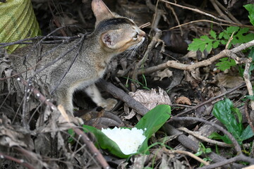 Cat eating rice. He gave food to a hungry cat in the forest, because she was hungry, she started eating it with great pleasure.