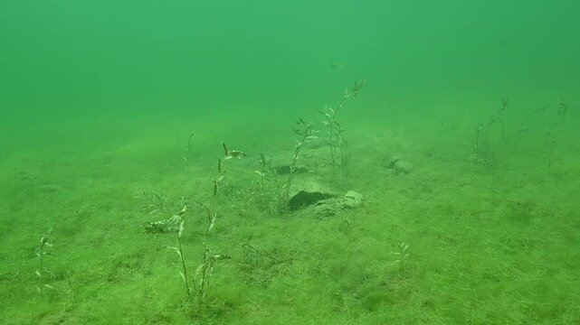 Largemouth Bass Micropterus nigricans Swimming towards the camera in cloudy freshwater lake
