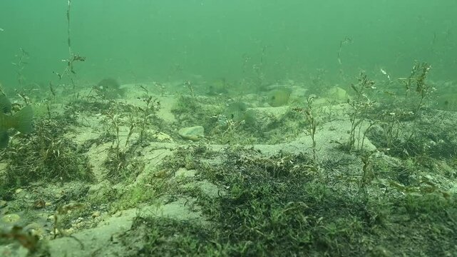 Multiple Bluegill Lepomis macrochirus on spawning beds