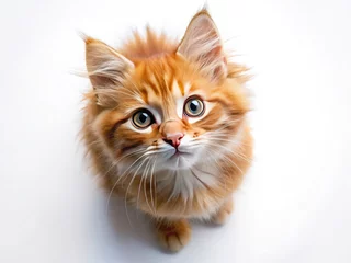 Plexiglas schilderij  Cute ginger kitten, a fluffy orange tabby, charms in this pet photography portrait on white.  © StudioATC