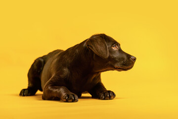 A cute female labrador puppy dog in front of yellow studio background