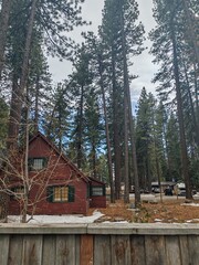 A forest filled with tall pine trees, creating a dense and serene woodland atmosphere and little cabin.