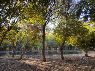 Fototapeta premium A forest with a pond in the middle