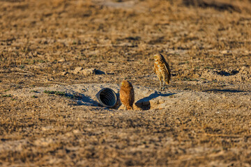 Burrowing Owl 14