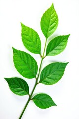 Fototapeta premium Green branch with lush leaves on a white background, nature, living branch, botanical