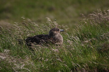 Great skua (Stercorarius skua) nesting in field on Runde island, Norway