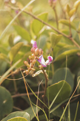 um jardim repleto de vida