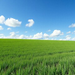 Obraz premium wheat field and blue sky