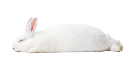 Sleeping white rabbit lying on surface, peaceful and calm