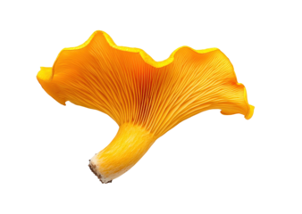 Bright yellow mushroom with wavy cap and gills