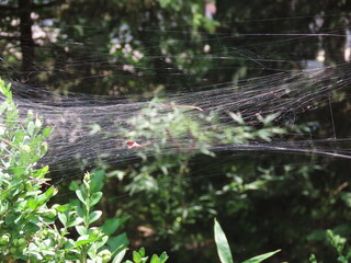 spider web with dew drops
