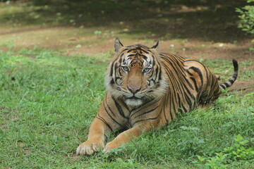A sumatran tiger lying on the grass and looking at the camera