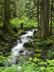 Obraz premium waterfall in the forest