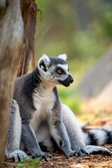 Plongé dans une lumière douce, ce lémurien à queue annelée semble en pleine réflexion, capturant l’essence de la vie sauvage et la beauté des jungles tropicales.