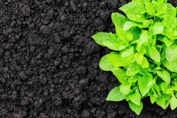 Growing Fresh Green Plants in Rich Soil Garden Bed Photography Natural Environment Top-Down View Sustainable Gardening Practices