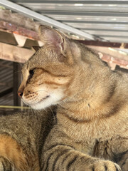 close up cute tabby cat