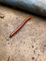 close up millipede on the ground