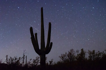 Saguaro cactus with a starry night sky and meteor