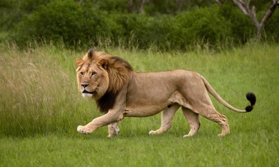 Obraz premium 사냥을 준비하는 사자 사진 위엄있다