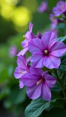 Fototapeta premium Bush with large, showy purple flowers blooming in the summer, bloom, garden flowers