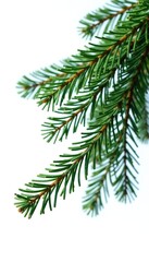Pine tree branches with pine needles isolated on white background, natural texture, pine needle, tree isolation