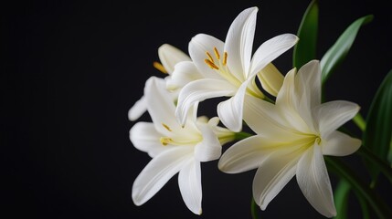 Naklejka premium Elegant white lilies in a studio setting with a dark background showcasing their delicate petals and vibrant green leaves.