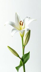 Obraz premium Elegant white lily flower isolated on pure white background, serenity, lily