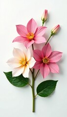 Fototapeta premium Soft petals unfolding from a delicate arrangement of leaves on white background, flowers, botanical, arrangement