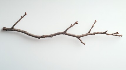 Fototapeta premium Studio shot of a bare tree branch on a light background showcasing natural textures and forms for creative design and art projects