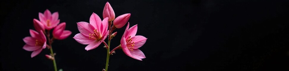 Fototapeta premium Softly lit aquilegia blossom in black background, isolated, pink