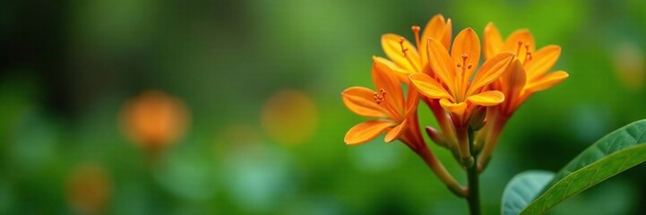 Naklejka premium Native ginger plant with blooming orange flowers in full bloom, botanicals, gardening, native plants