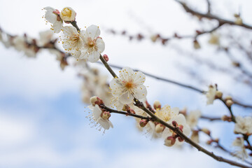 白い梅の花