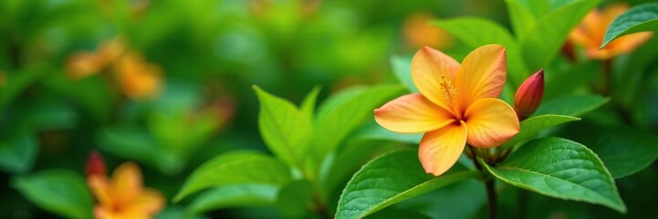 Fototapeta premium lush green foliage and orange jasmine flowers in a garden, aromatic, plants