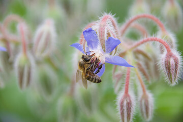 A wild bee clinging to a delicate blue borage flower, collecting pollen, surrounded by soft green foliage and fuzzy buds, emphasizing its role in pollination.