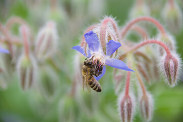 A wild bee clinging to a delicate blue borage flower, collecting pollen, surrounded by soft green foliage and fuzzy buds, emphasizing its role in pollination.