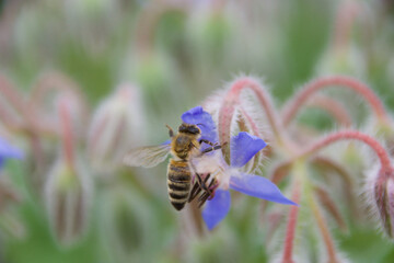 A wild bee clinging to a delicate blue borage flower, collecting pollen, surrounded by soft green foliage and fuzzy buds, emphasizing its role in pollination.