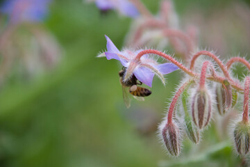 A wild bee clinging to a delicate blue borage flower, collecting pollen, surrounded by soft green foliage and fuzzy buds, emphasizing its role in pollination.