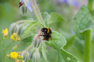 A wild bumblebee perched on a purple Phacelia flower, with its vibrant yellow and black body contrasting against a soft green blurred background.