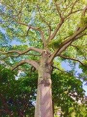 Naklejka premium tree in the park