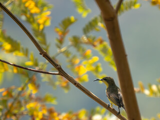 Female Sunbird net on the tree
