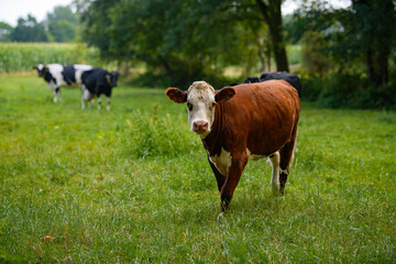 Cow gazing on green field. Countryside farm with cow. Mature cow at meadow. Cow in grassy field at...