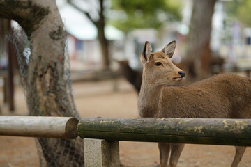 つぶらなひとみ