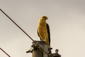 Bald Eagle sitting on a power line against a cloudy sky.