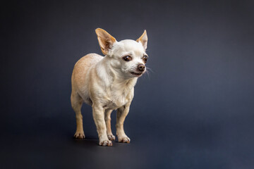 A beige brown chihuahua dog in front of dark studio background