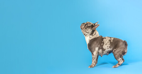 A blue merle french bulldog looking above in front of blue studio background. Text space banner