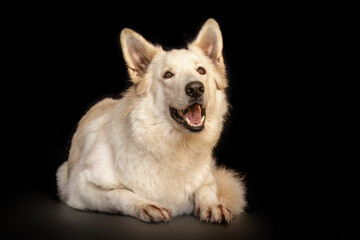 Obraz premium portrait of white shepherd dog in front of black studio background. Dog looking into camera